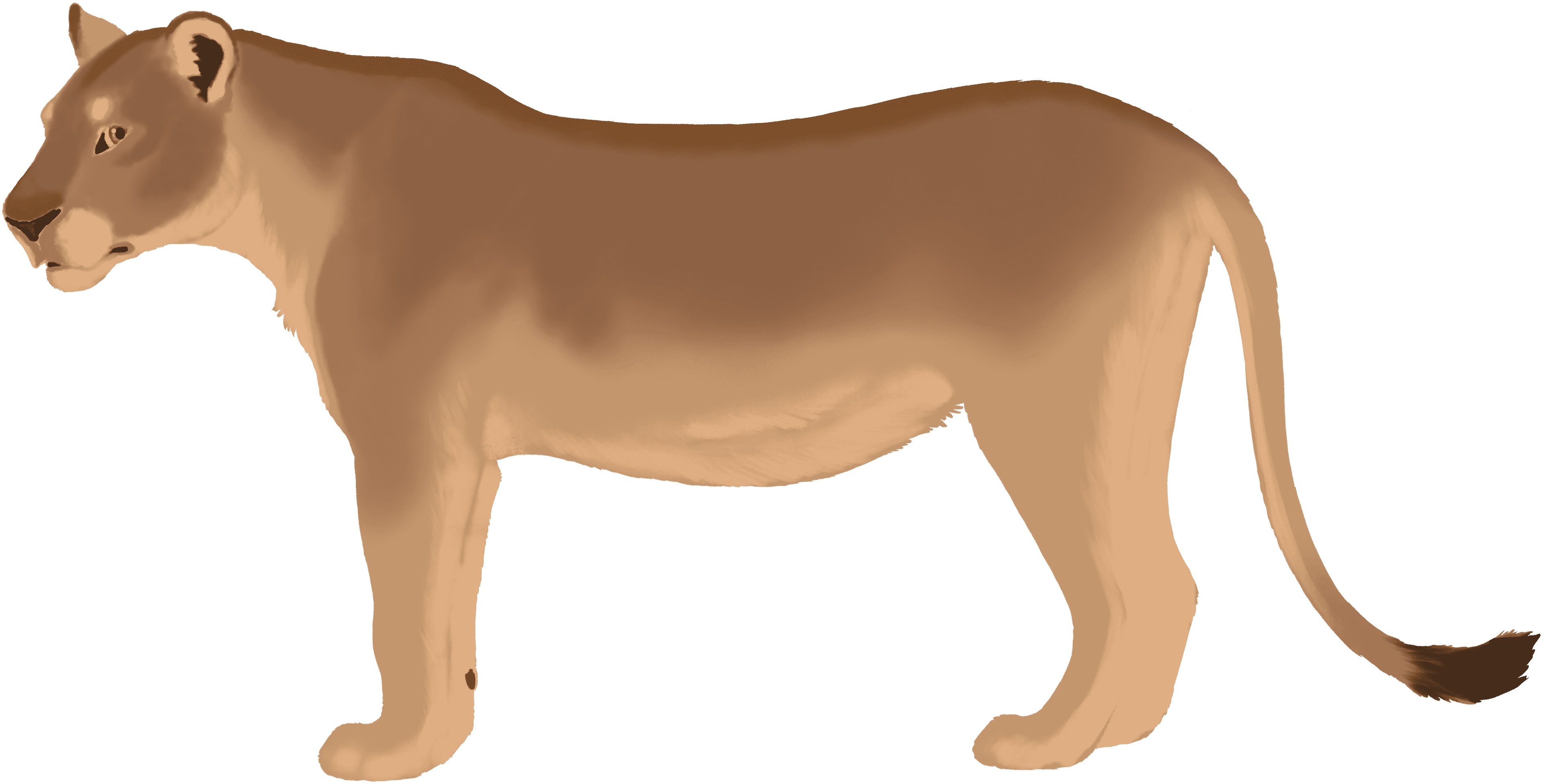 Lioness color layer