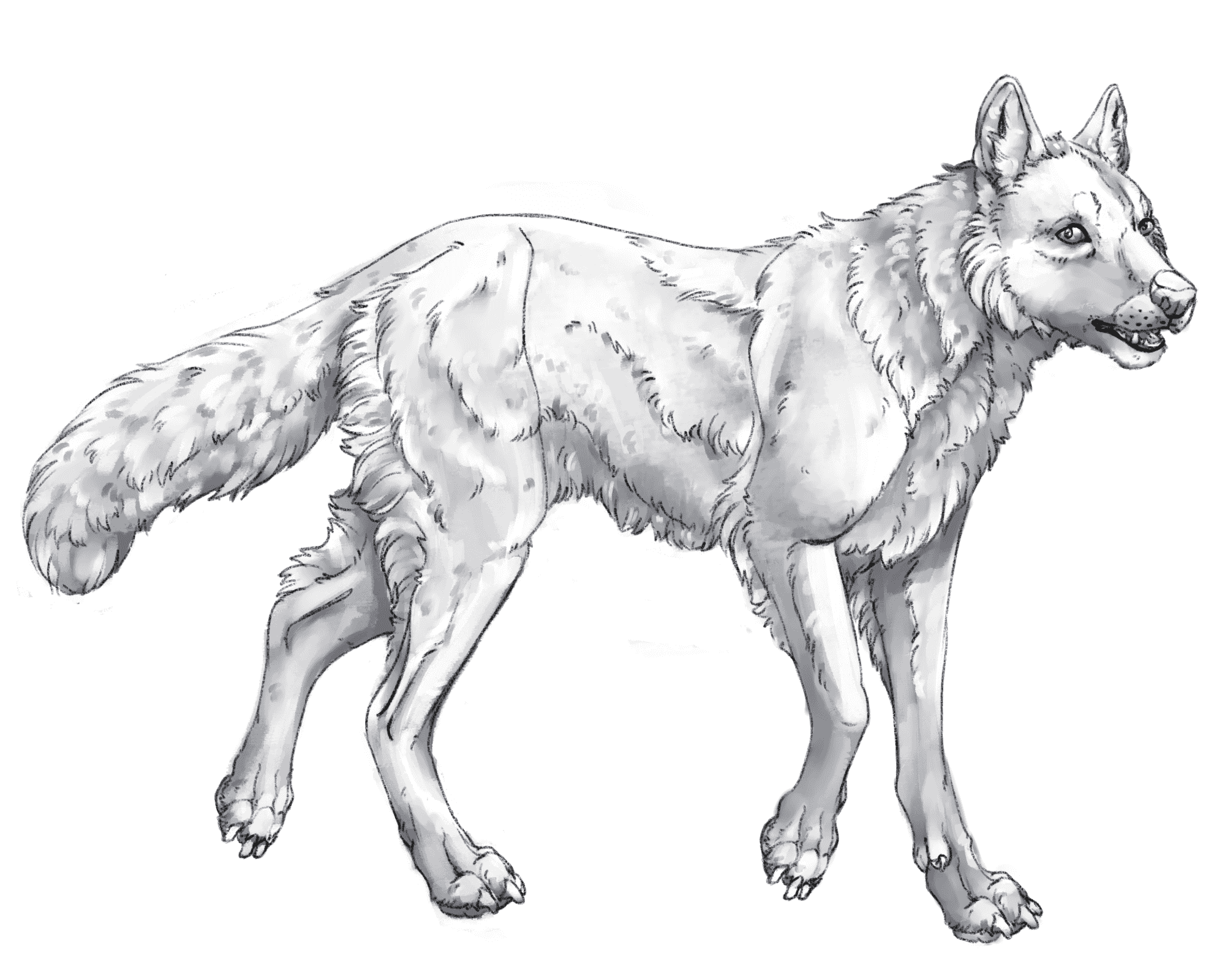 Wolf base layer