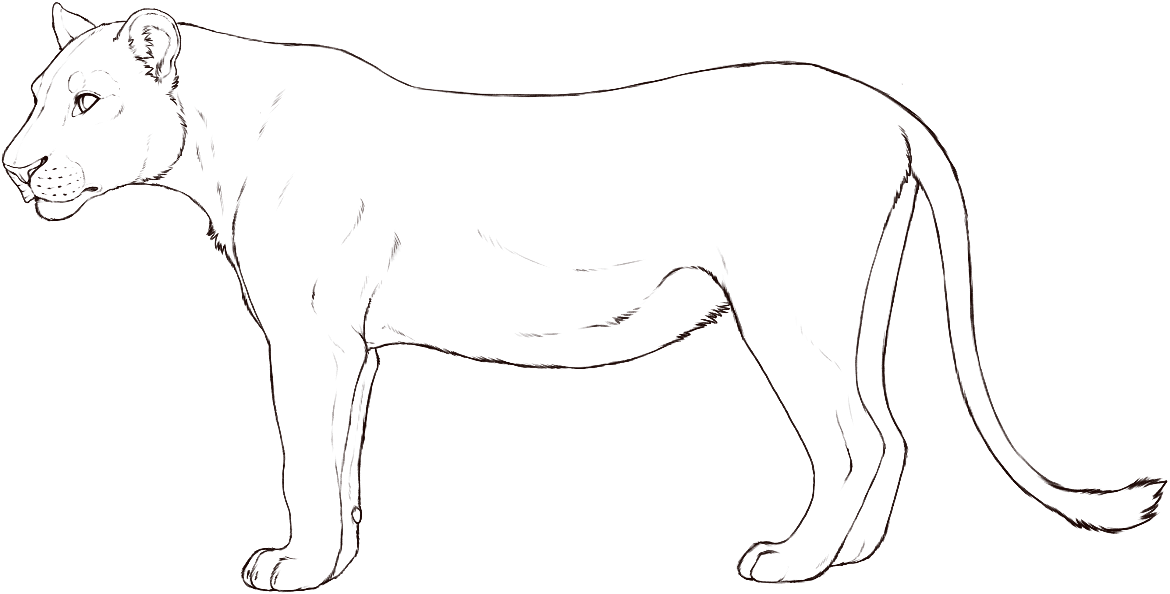 Lioness base layer