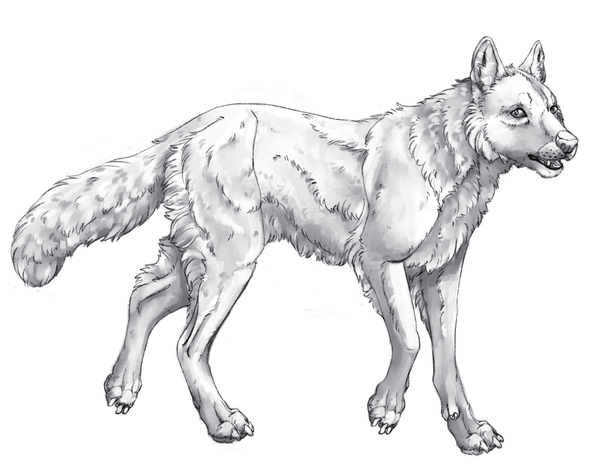 Wolf base layer