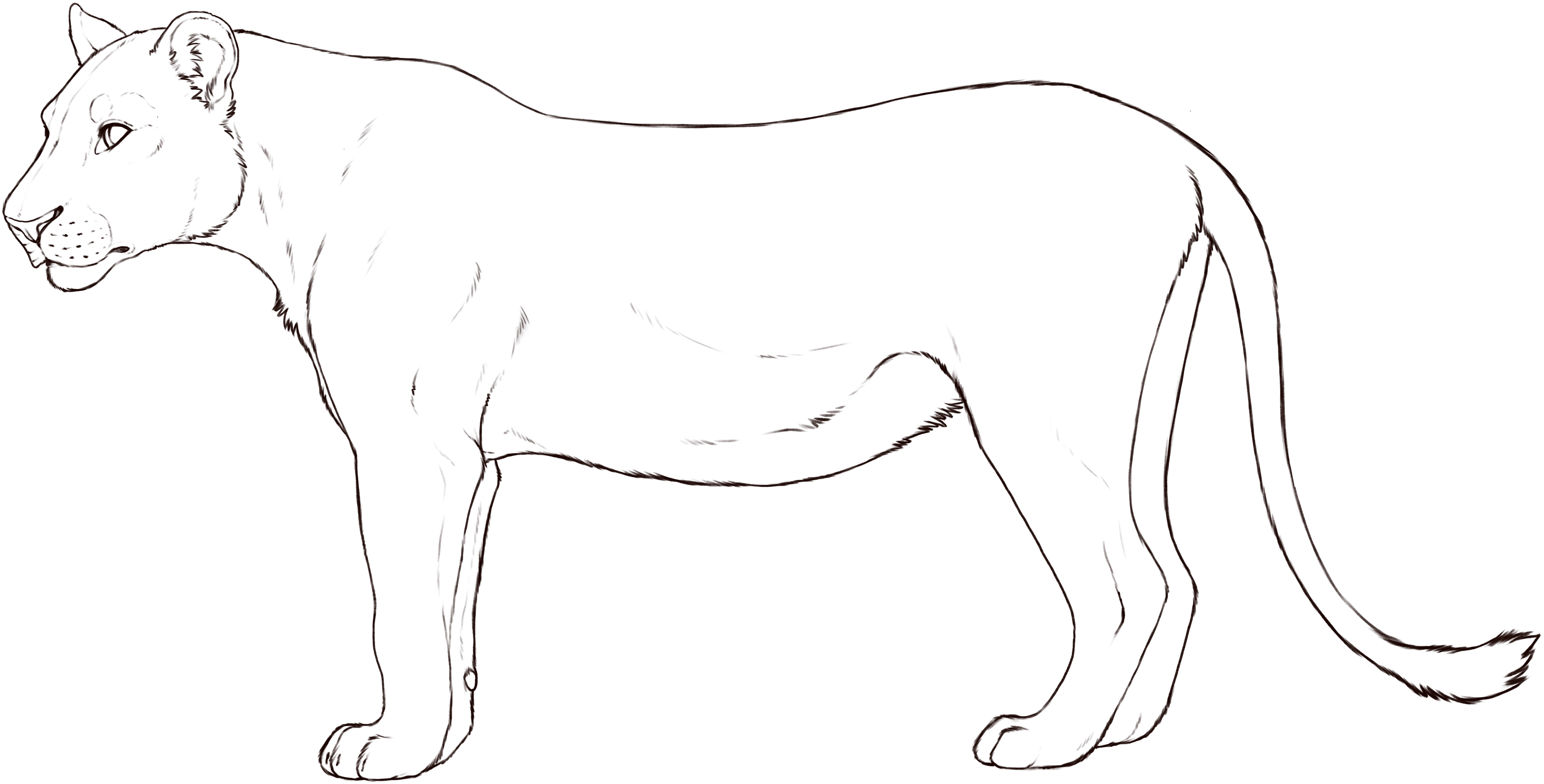 Lioness base layer