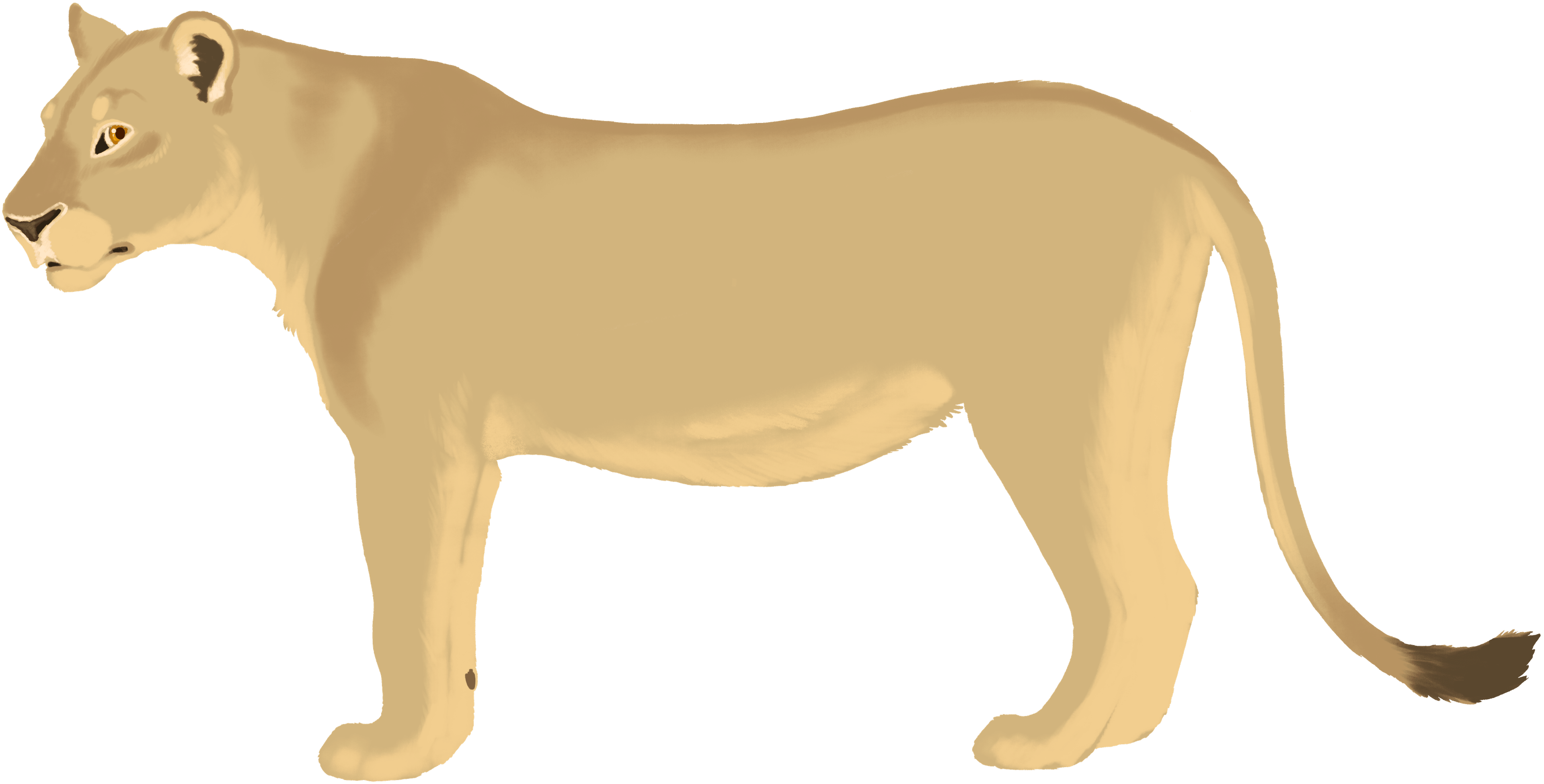 Lioness color layer