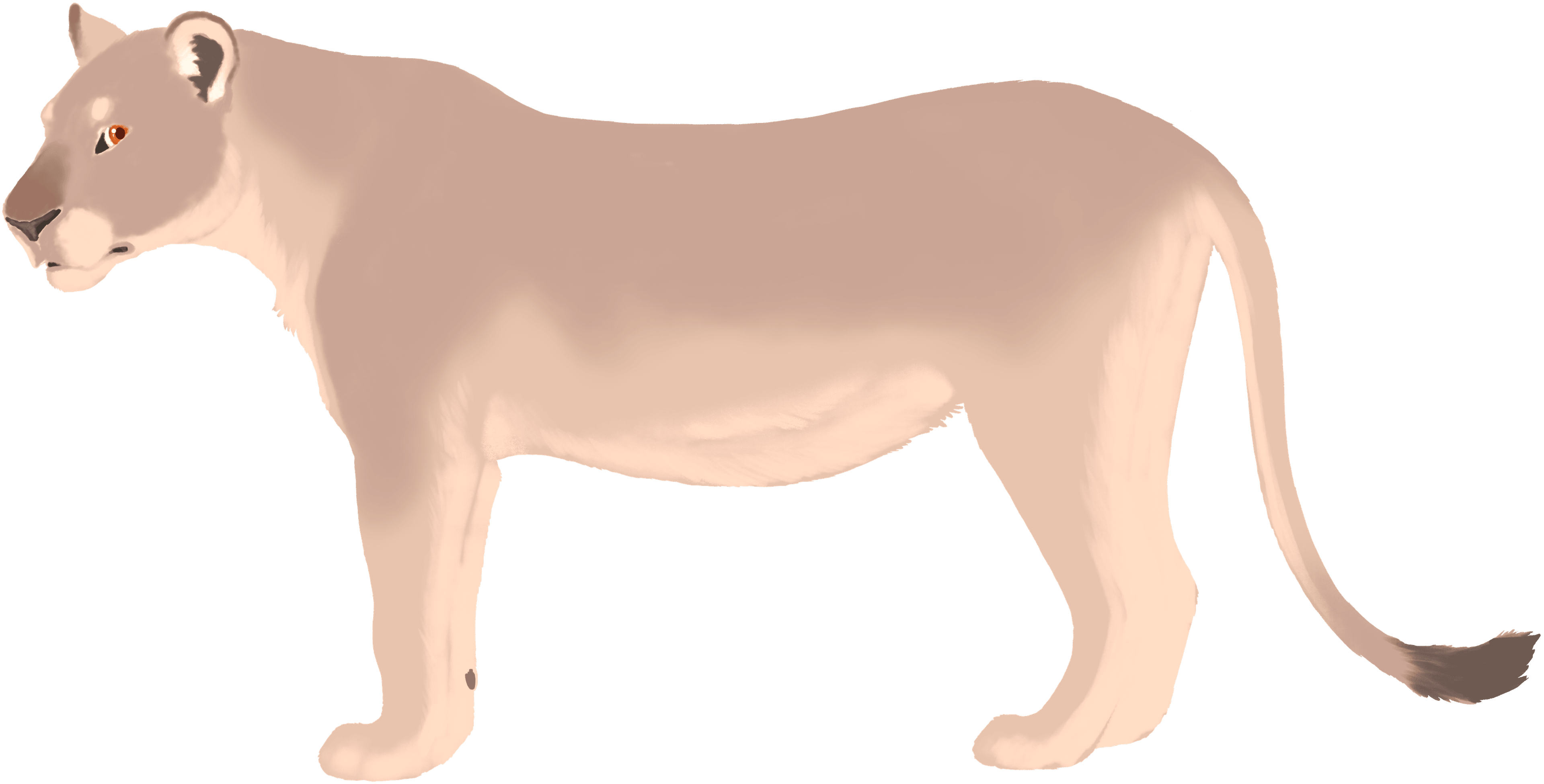 Lioness color layer