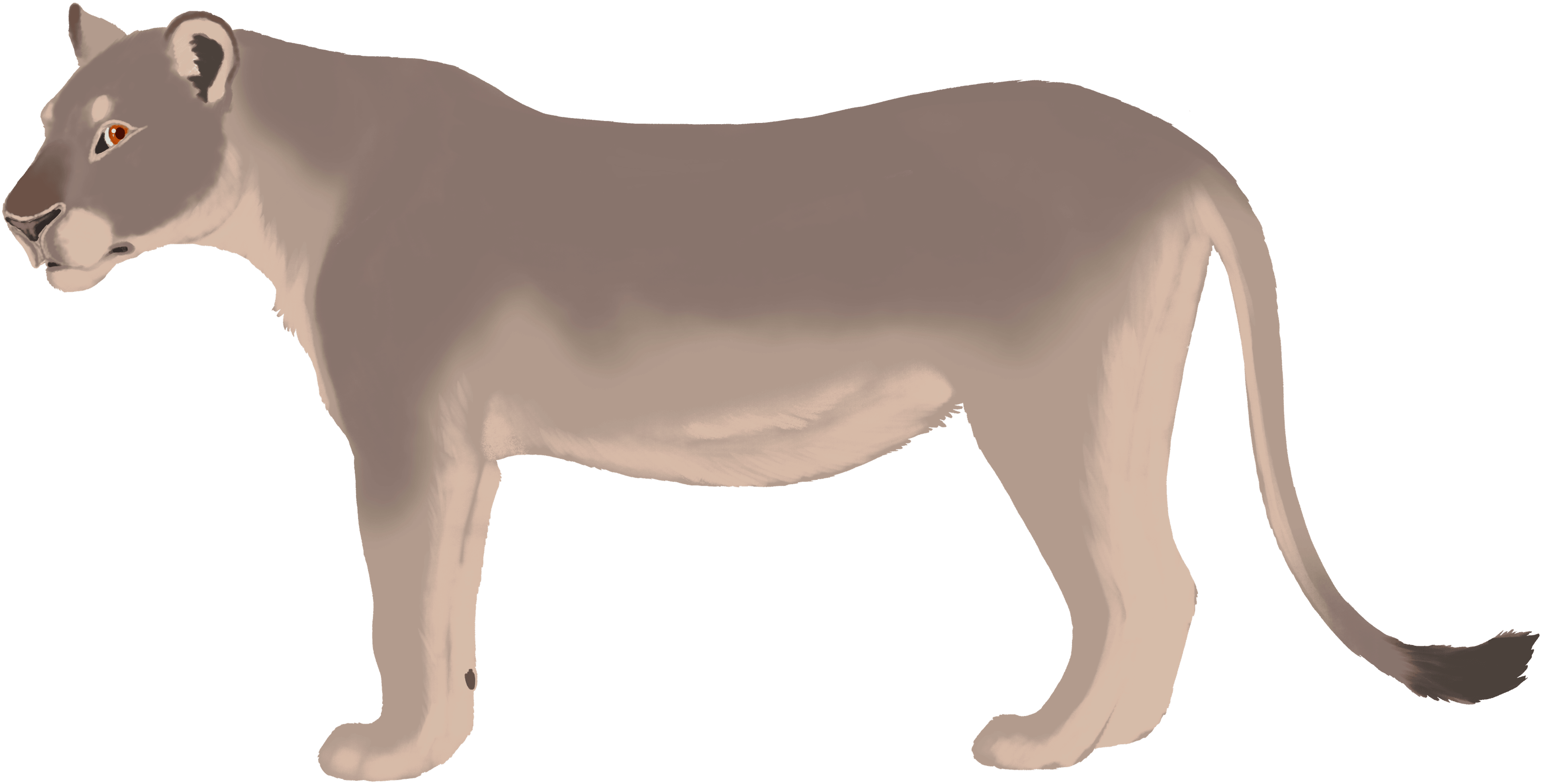 Lioness color layer