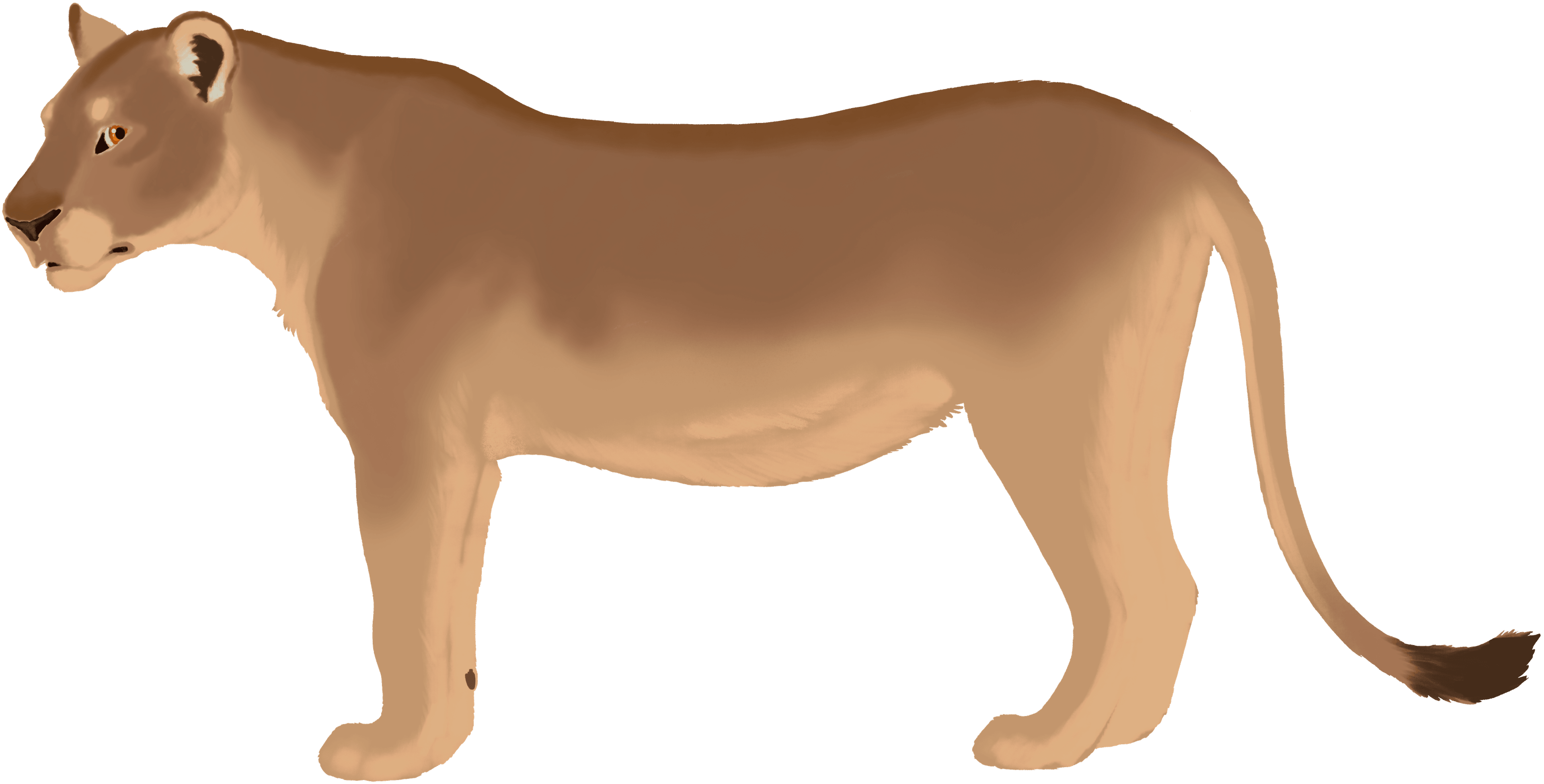 Lioness color layer
