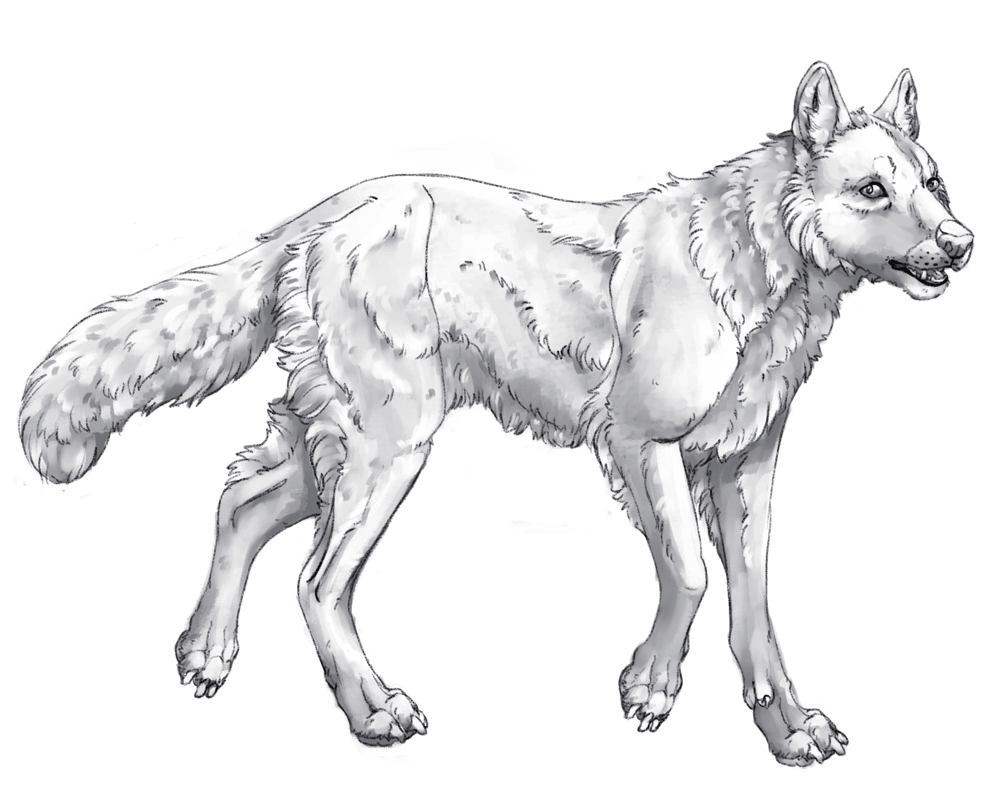 Wolf base layer