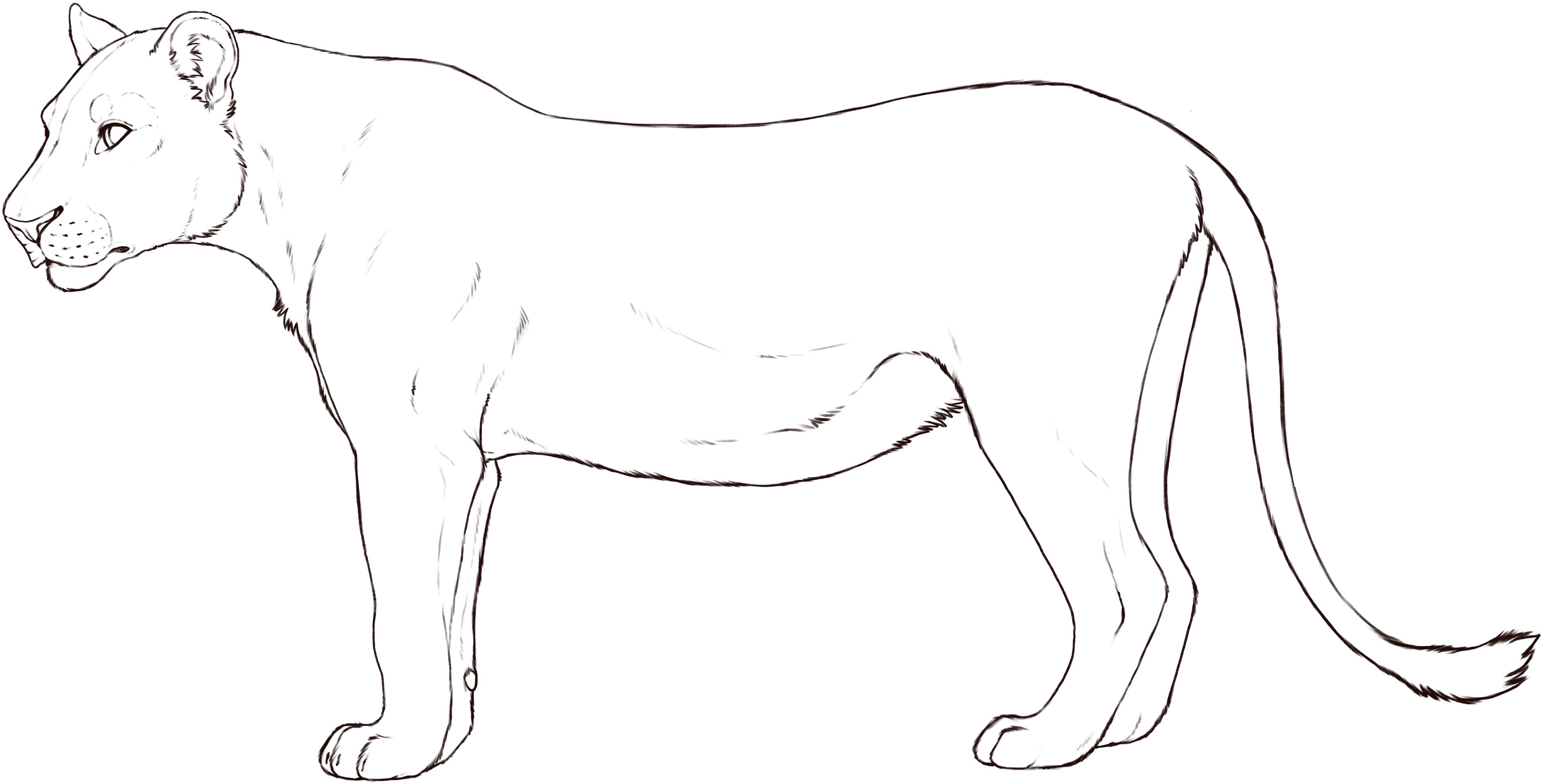 Lioness base layer