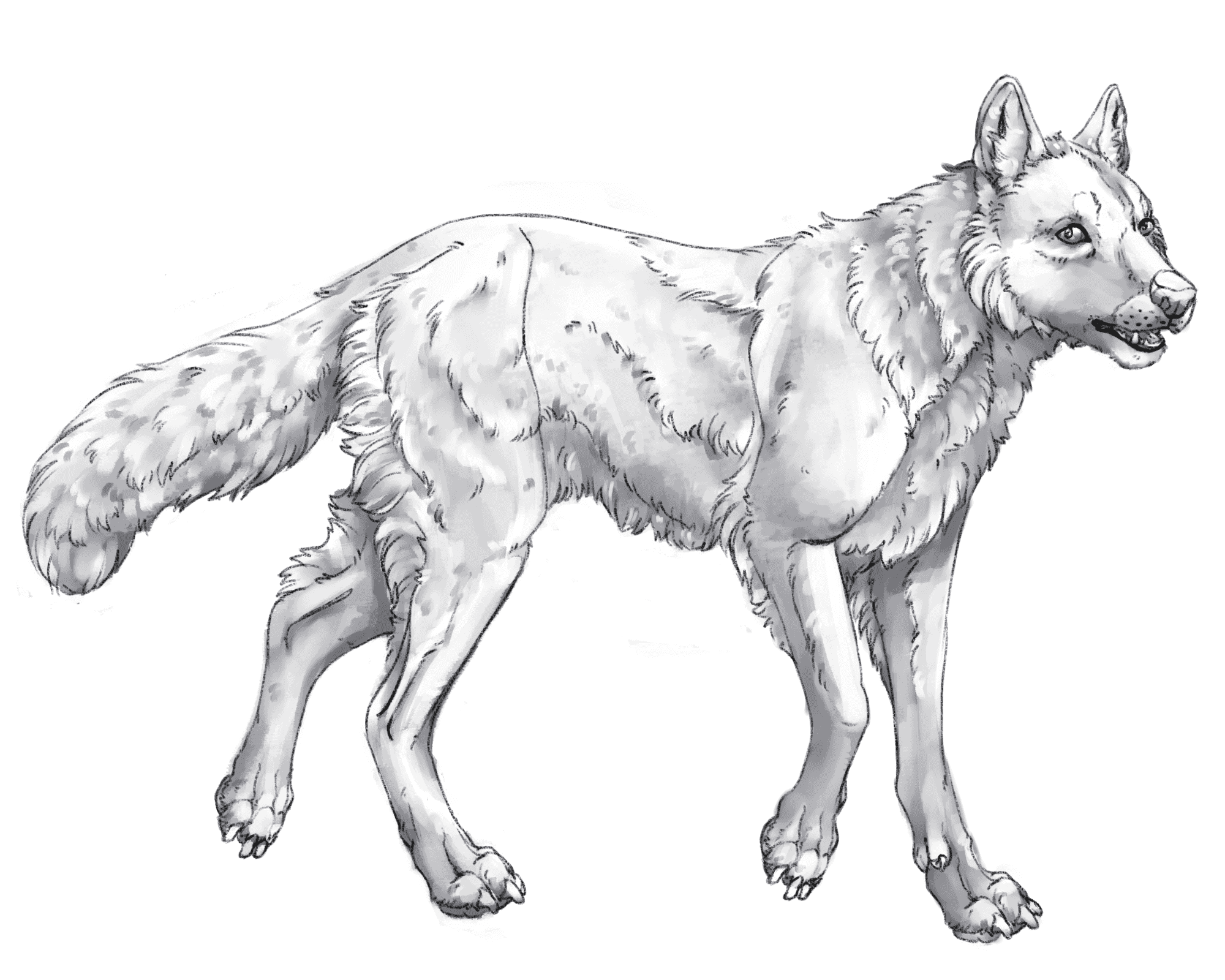 Wolf base layer